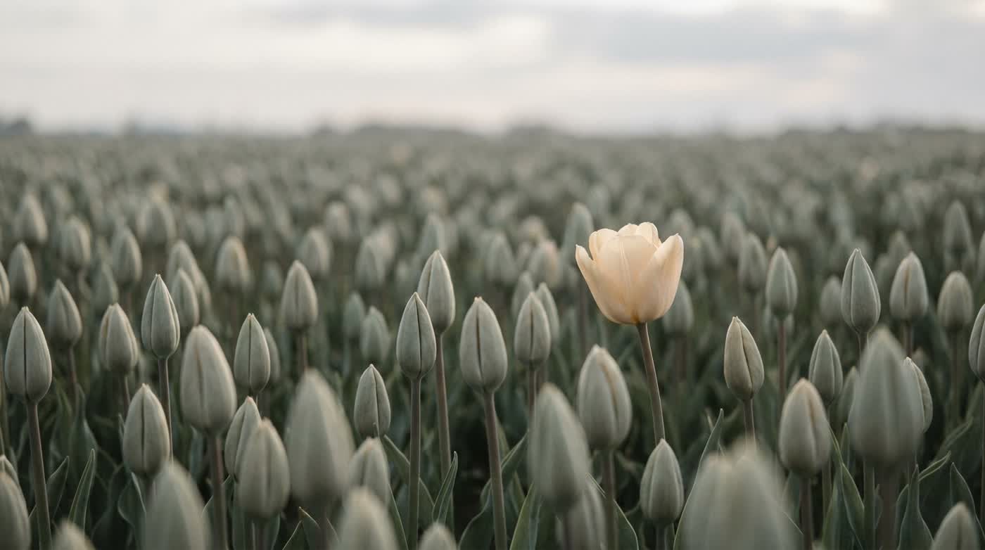 A single open tulip standing out in a field of closed buds